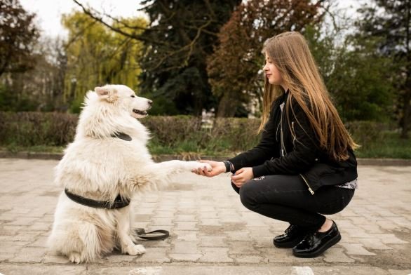 puppy training classes