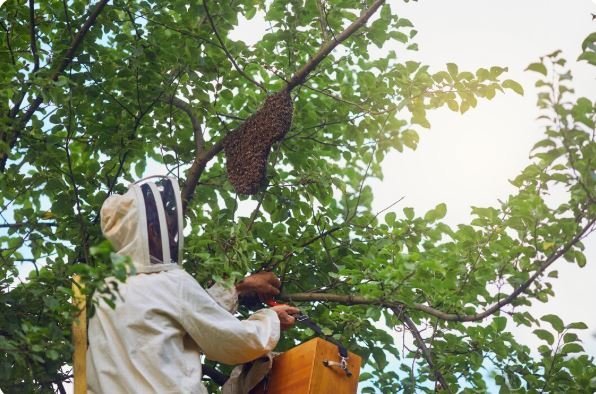 wasp control solutions